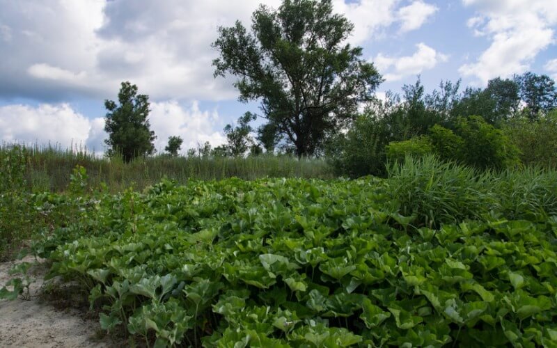 Field & Lot Overgrowing Control Services in St. Louis Metro
